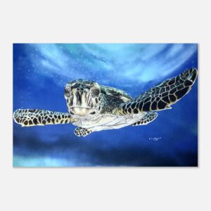 Aluminum Print Turtle Limited Prints available 12x18″